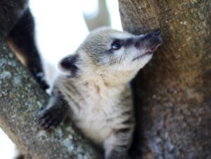 Coati Baby Picture at Animal World and Snake Farm Zoo