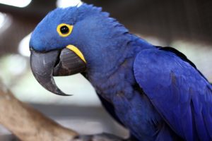 Hyacinth Macaw Winter Animal World and Snake Farm Zoo