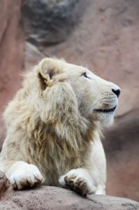 White lion image of a white male lion 