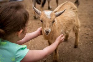 A young zoo guest petting one of our petting zoo goats.
