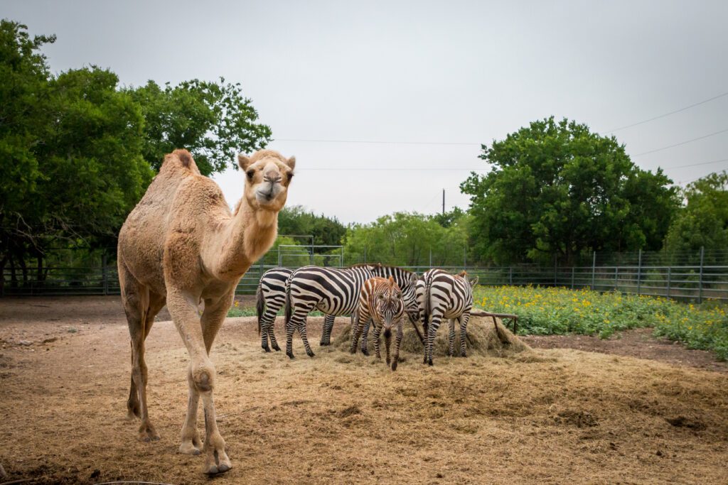 Klaus strikes a pose with his zebra friends