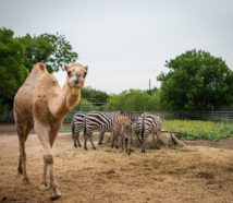 Klaus strikes a pose with his zebra friends