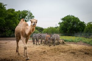 Add us to your things to do list! Klause the Camel strikes a pose with his zebra friends