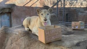 Ngala the white lion celebrating her birthday.