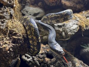 Texas rat snake at Animal World and Snake Farm Zoo