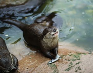 Otter Smiling with Fish Animal World and Snake Farm Zoo