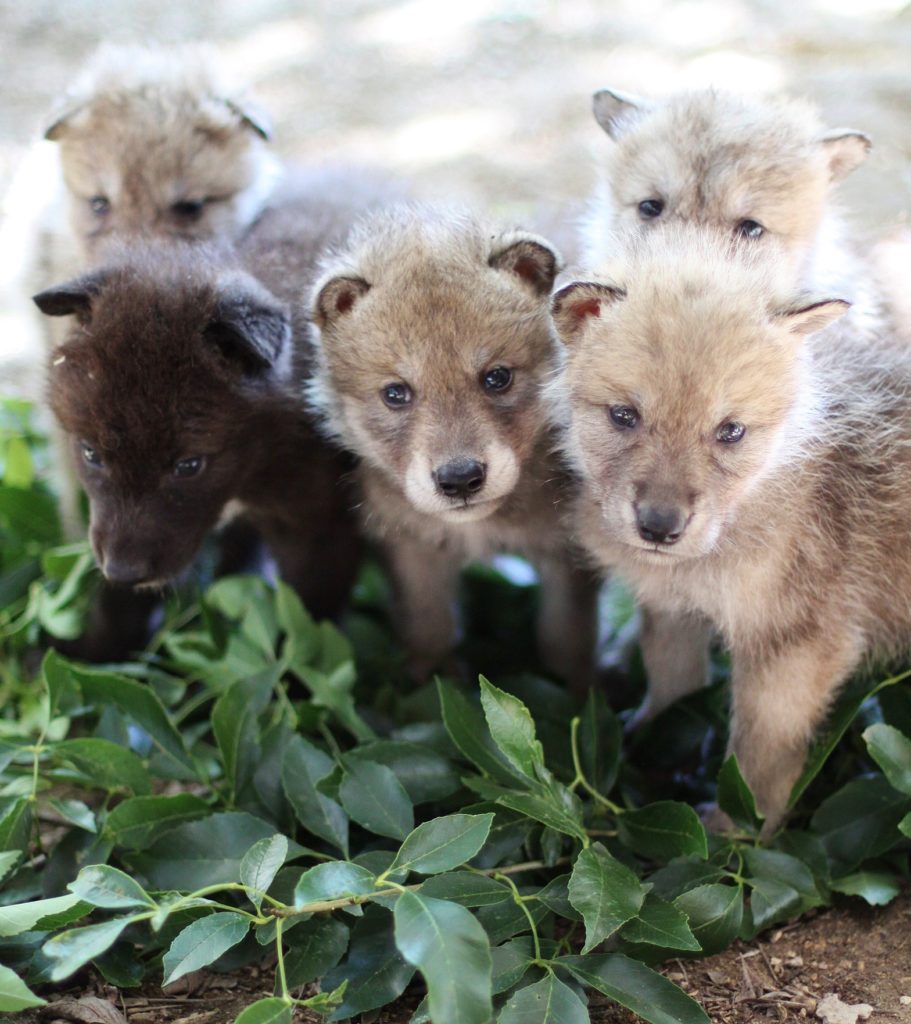 Wolf Babies