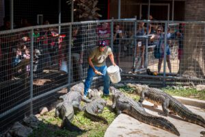 Our reptile specialist, Jarrod Forthman, showing off giant crocodilians during our epic summer Croc Show.