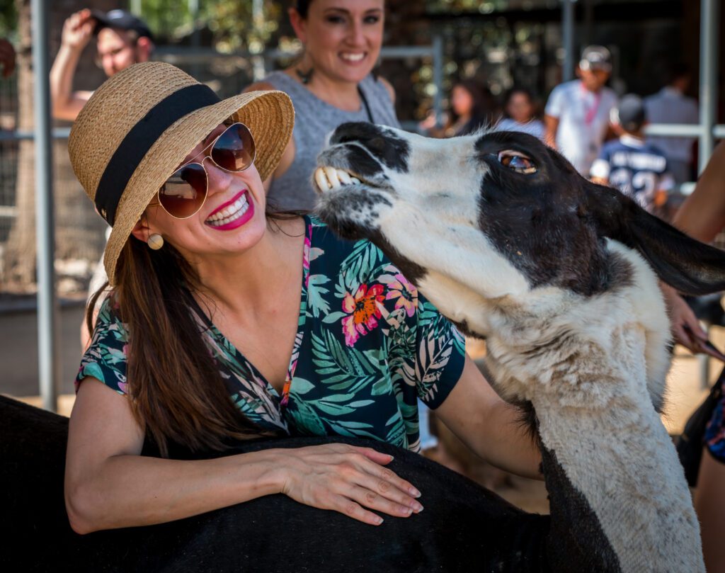 A zoo guest posing for a picture with a petting zoo animal.