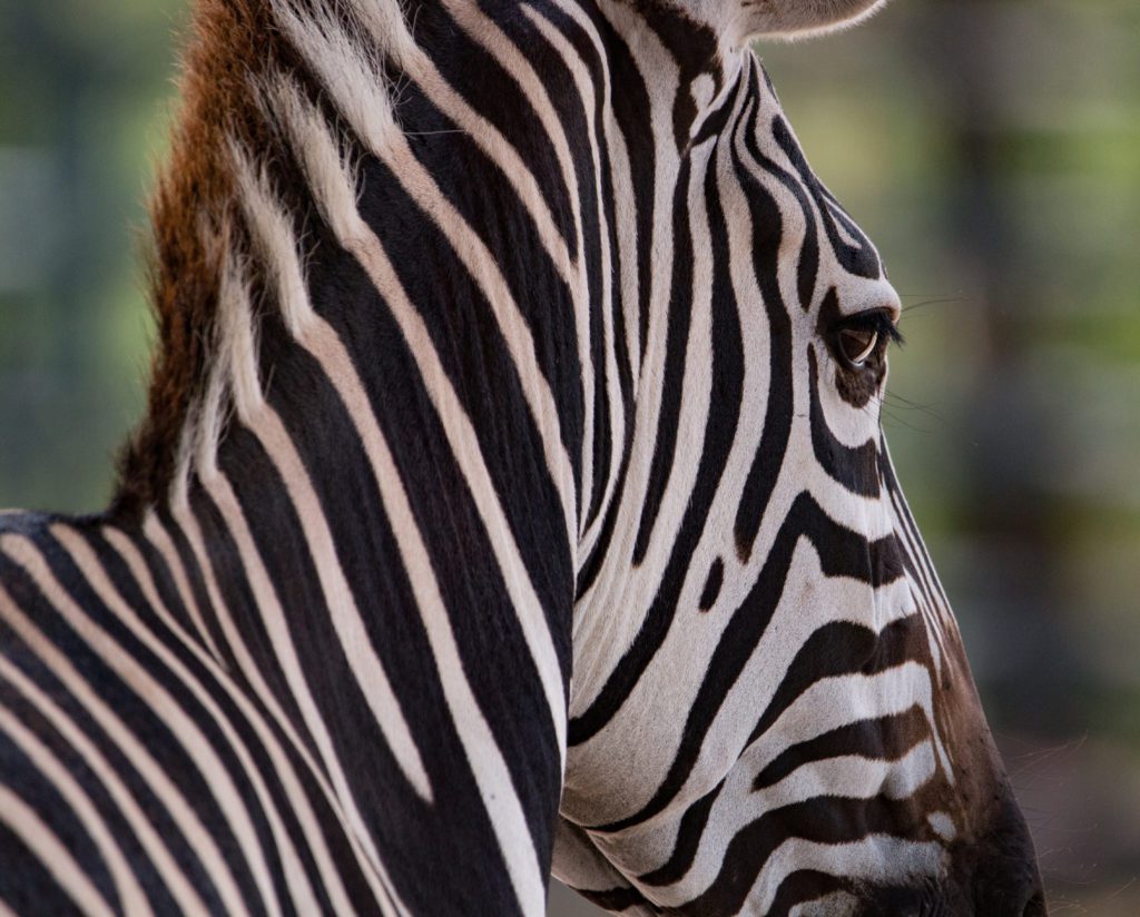 Up close of zebra stripes and face. Teach people fun facts about zebras.