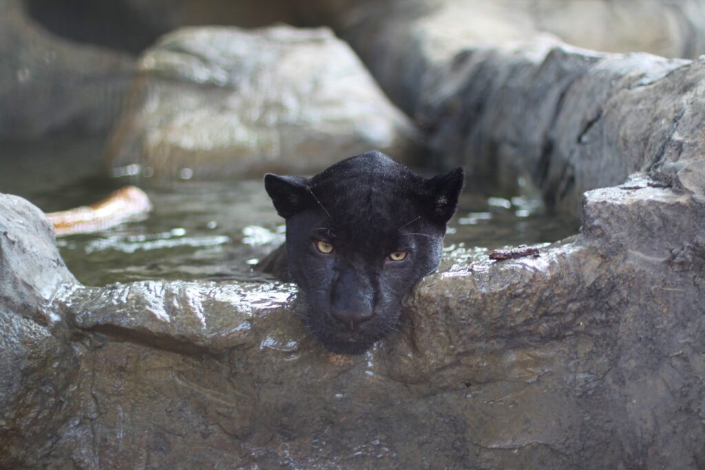 Melanistic jaguar cooling off in a pool in the Texas summer.