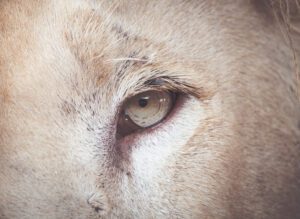 White lion image of a white lion's eye pigmentation 