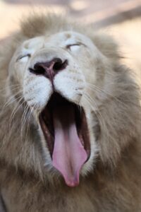 White lion image of a white lion male yawning