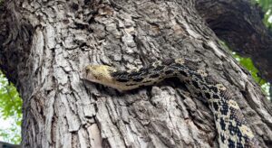 Bull Snake Texas