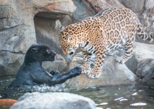 Two jaguars playing in the water