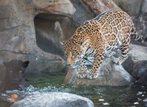 Two jaguars playing in the water