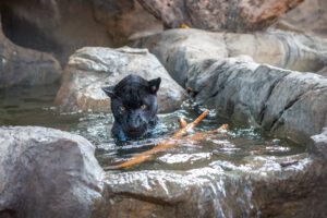A melanistic jaguar playing in the water