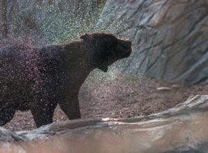 A melanistic jaguar shaking water off of its coat