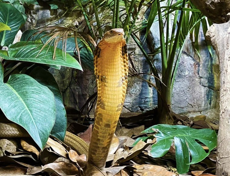 More cobras images, Animals and Nature lessons