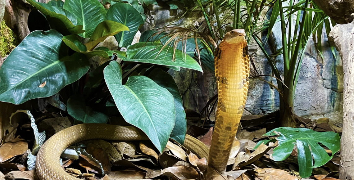 King cobra, facts and photos