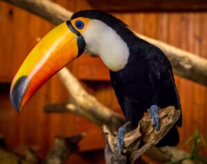 A toco toucan in its former exhibit.
