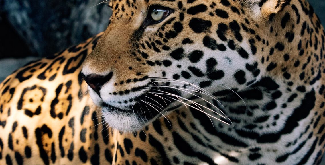 Jaguar Animal World and Snake Farm