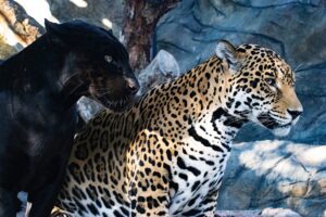 Two jaguars sitting next to each other