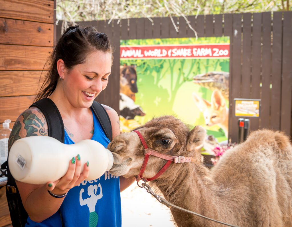 A private animal encounter featuring one of our dromedary camels.