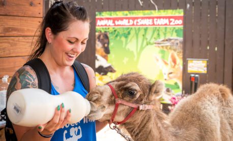 A private animal encounter featuring one of our dromedary camels.