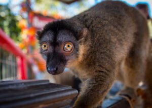 Tilly, one of our common brown lemurs, posing for a picture.