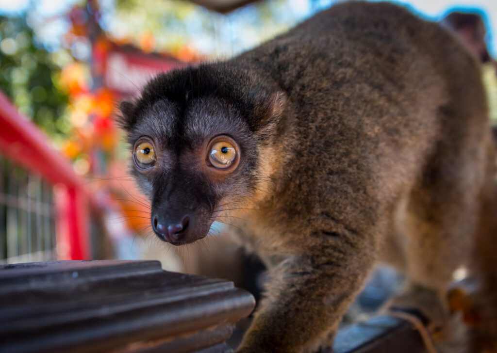A common brown lemur standing on a railing