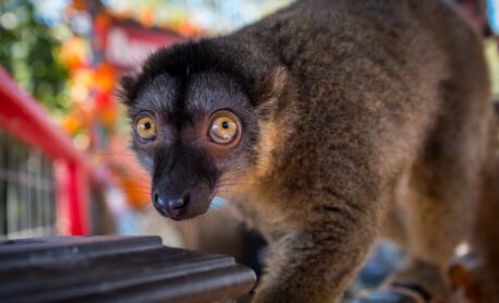 A common brown lemur standing on a railing