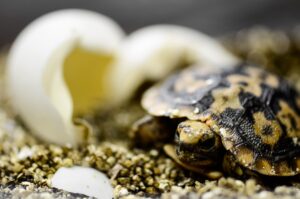 A photo of a pancake tortoise.