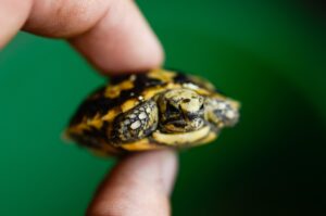 An adorable pancake tortoise.