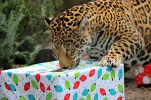 A jaguar opening a gift-wrapped present as holiday enrichment