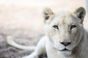 White lion image of a female white lion looking at the camera.