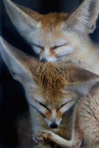 Two Fennec Foxes cuddle together before an animal encounter. Add a Fennec Fox encounter to your 2024 list of things to do!