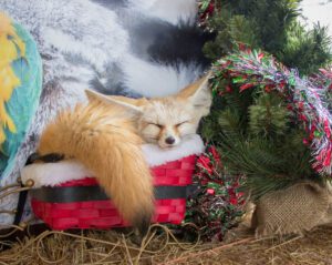 A fennec fox sleeping in a festive Christmas basket