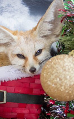 Christmas With The Critters!