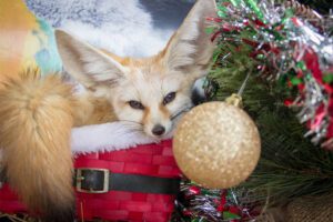 A fennec fox sitting in a festive Christmas bucket next to a Christmas tree
