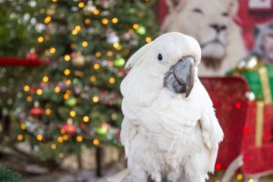 An umbrella cockatoo posing in front of a lit Christmas tree