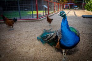 One of the peacocks and some of the chickens housed at our zoo.