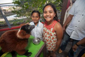 A private animal encounter with one of our red ruffed lemurs.