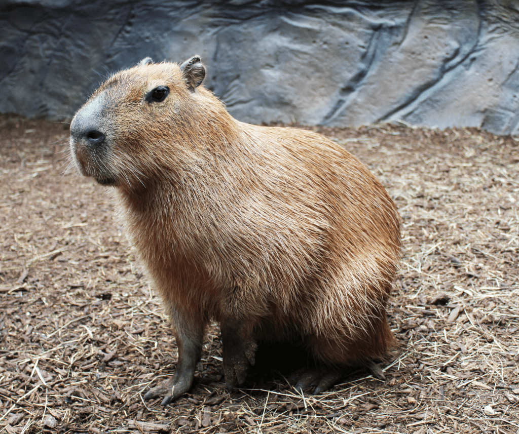 Guided tour - Capybara