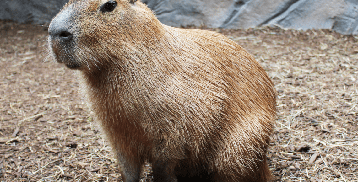 Capybara - Zoo & Snake Farm New Braunfels