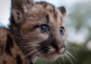 cougar baby mountain lion