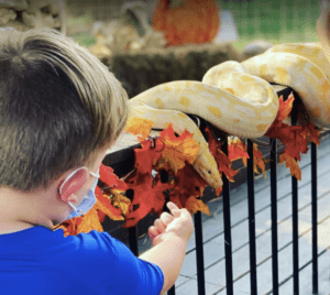 A boy looking at a snake during Animal World and Snake Farm Zoo's Halloween event