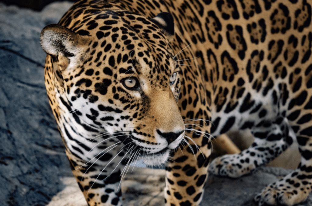 Jaguar, Species