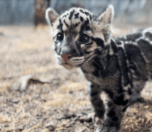 Clouded Leopard Cub full body fun facts