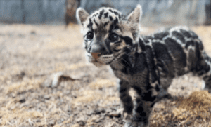 Clouded Leopard Cub full body fun facts